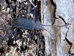 Uleiota dubia
