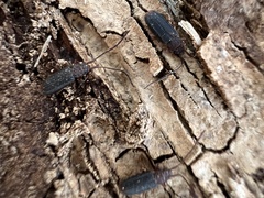 Uleiota dubia