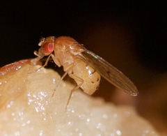 Drosophila falleni