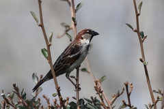 Passer domesticus