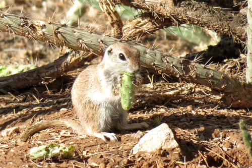 Round-tailed Ground Squirrel