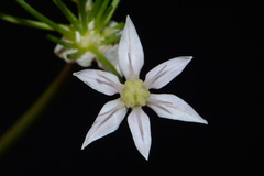 Allium speculae