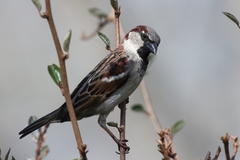 Passer domesticus