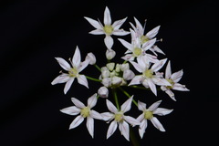 Allium speculae