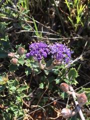 Ceanothus confusus