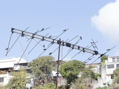 Pygochelidon cyanoleuca