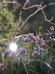 Triteleia clementina