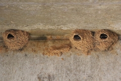 Petrochelidon pyrrhonota
