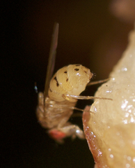 Drosophila falleni