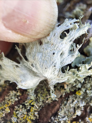 Ramalina sinensis