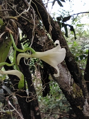 Rodriguezia granadensis