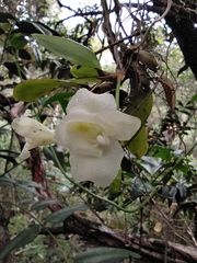 Rodriguezia granadensis