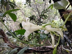 Rodriguezia granadensis