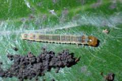 Sycacantha inopinata