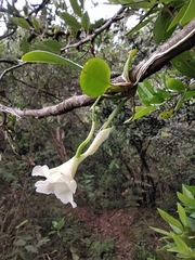 Rodriguezia granadensis