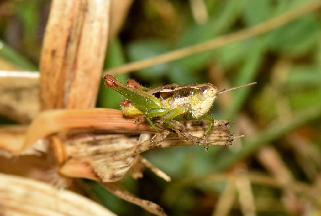 Jivarus megacercus