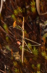 Microcoema
