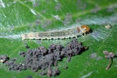 Sycacantha inopinata
