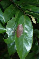 Sycacantha inopinata