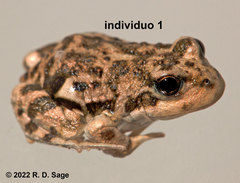 Pleurodema bufoninum