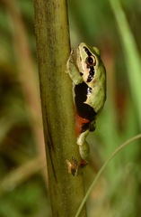 Thickskin Robber Frog photo 5