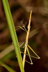 Microcoema
