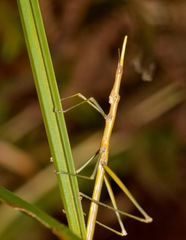 Microcoema