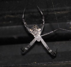 Argiope modesta