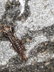 Ameletopsis perscitus