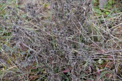 Centaurea × pouzinii