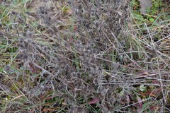 Centaurea × pouzinii