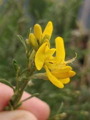 Genista tenera