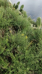 Genista tenera