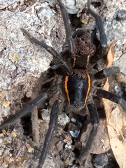 Aglaoctenus yacytata