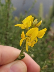 Genista tenera