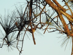 Setophaga coronata coronata
