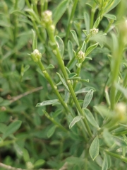 Genista tenera