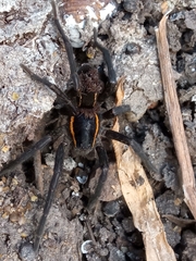 Aglaoctenus yacytata