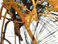 Setophaga coronata coronata