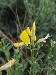 Genista tenera