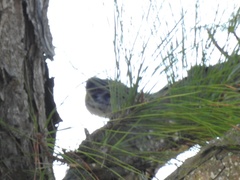 Setophaga coronata coronata