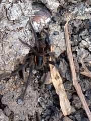 Aglaoctenus yacytata