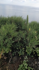 Genista tenera