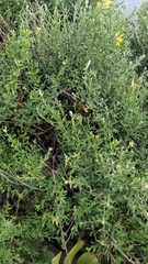 Genista tenera
