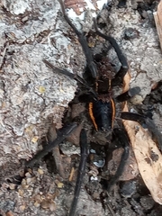 Aglaoctenus yacytata