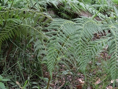 Calochlaena