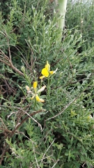 Genista tenera