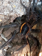 Aglaoctenus yacytata