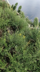 Genista tenera