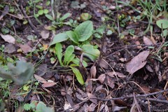 Doronicum plantagineum